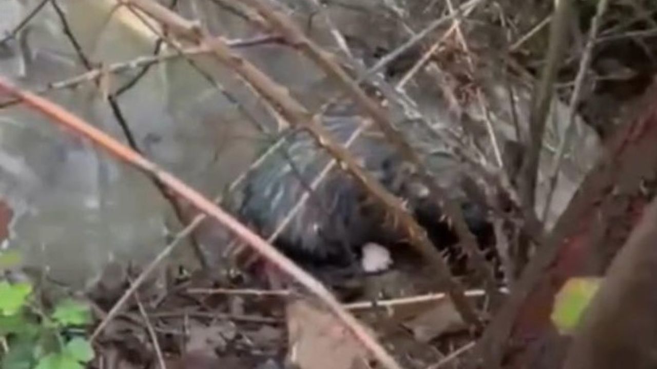 Dere yatağında mahsur kalan 4 yavru köpeği itfaiye kurtardı