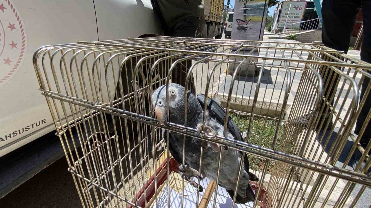 Kırmızı listedeki Afrika Papağanı Aksaray’da yakalandı