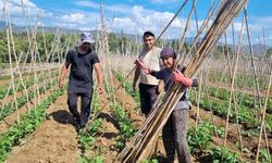 Fethiye’de baklagil üretimi destekleniyor