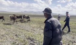 Kars’ta kayıp hayvanları jandarma buldu