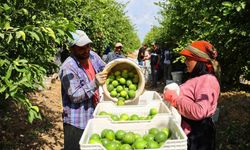 Limon bahçede 8, market ve pazarda 25 lira