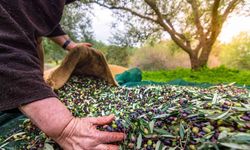 Orhangazi’de zeytin rekolte beyanı 2 bin 600 tonu buldu