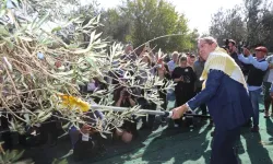 Ayvalık'ta 19. Zeytin Hasat ve Turizm Festivali heyecanı