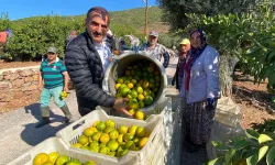 Satsuma mandalinanın ihracat yolculuğu başlıyor