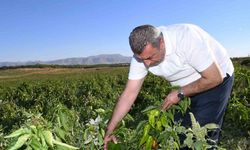 ABD’nin kapya biberi Malatya’dan