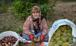 Balıkesir’de kestane hasadı başladı