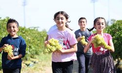 Çocuklar üzüm hasadına renk katıyor