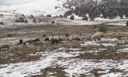 Kar yağışına yaylada yakalandı, koyunlarına türkü söyleyerek duygusal anlar yaşattı