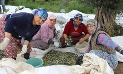 Sofralık zeytin üretiminin yüzde 10’unu Aydın karşılıyor