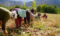 Tarımsal üretimin gerçek kahramanları kadınlardır