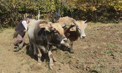 Bu köydeki tarım halen karasabanla yapılıyor