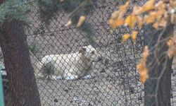 Köpekler tarafından yaralanan profesörün mahallesinde insanlar tedirgin