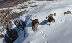 Munzur Dağlarının karlı zirvesinde şamualar görüntülendi