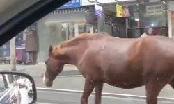 Tekirdağ’da sokaklarda gezen başıboş atlar şaşkınlığa sebep oldu