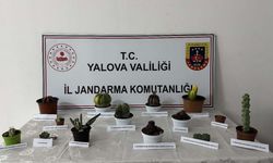 Yalova’da 60 bin lira değerindeki 14 kaktüsü çalan zanlı yakalandı