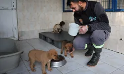 Bursa Nilüfer’deki sahipsiz canlar sıcak yuvalarını bekliyor