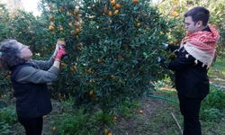 Başkan Mandalinci, mandalina hasadına katıldı