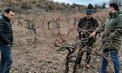 Emet’te pekmez evi ve üzüm bağlarında inceleme