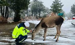 Kızıl geyikten jandarmaya sürpriz ziyaret