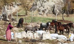 Şırnak’ta göçerlerin kışlaklara doğru zorlu yolculukları devam ediyor