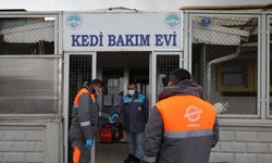 Yardıma muhtaç sokak hayvanları Melikgazi’nin sevimli dost ambulansı ile hayata tutundu