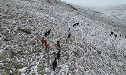 Yaylada kar altında yiyecek arayan yılkı atları havadan görüntülendi