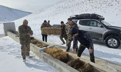 Yılkı atları için karla kaplı Akdağ’a saman taşıdılar