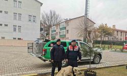 Yozgat Jandarması, yaralı köpek için yürüteç yaptı