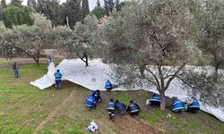 Nazilli Belediyesi’nden zeytin hasadı