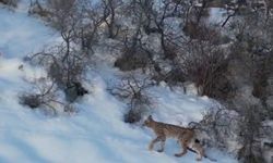 Nesli tükenme tehlikesi altında olan ’ormanın hayaleti vaşak’ Bayburt’ta drone kamerasıyla görüntülendi