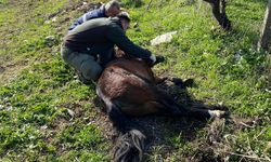 Yaralı halde bulunan yılkı atı tedavi edildi