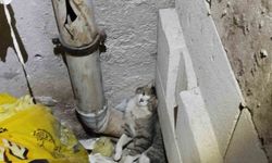 Havalandırma boşluğunda sıkışan kedi kurtarıldı