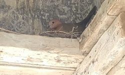 Kuş yuva yaptı, inşaat durdu
