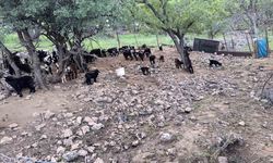 Mardinli besici, hayvanlarını barındırdıkları yerden tahliye etmek için belediyeden ek süre bekliyor
