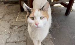 Şaşı kedi, mahallelinin maskotu haline geldi