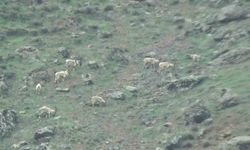 Tunceli’de koruma altındaki yaban keçileri sürü halinde görüntülendi