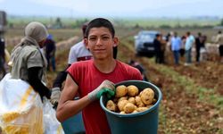 Adana’da patates hasadı başladı, tarlada kilogramı 22-24 lira