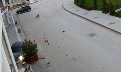 Alkollü sürücü önce kaldırıma sonra yolun karşısındaki iş yerinin saksılarına çarptı