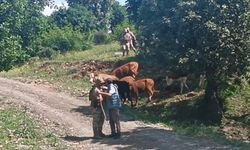 Batman’da kayıp 15 büyükbaş hayvan, jandarma tarafından bulundu