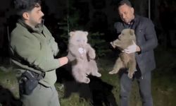 Doğada yalnız bulunan yavru ayılar koruma altına alındı