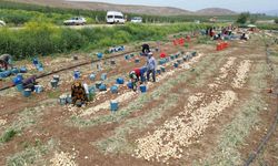 Don ve kuraklığın rekolteyi etkilemediği soğan, tarladan 8 TL’den alıcı buluyor
