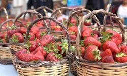 Emiralem Çilek Festivali için geri sayım başladı