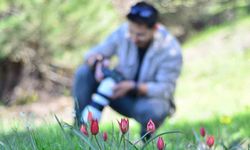Fotoğraf tutkunları Manisa Lalesi için Spil Dağına akın etti