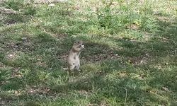 Havalar ısındı, gelengiler ortaya çıktı