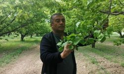 Isparta’da don kayısı üreticilerini zarara uğrattı