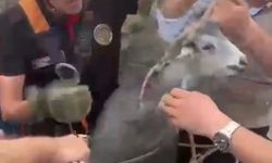Kahramanmaraş’ta kuyuya düşen keçi kurtarıldı