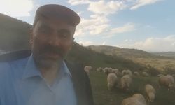Kangallardan korkan ayı ağaca tırmandı