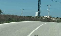 Kaplumbağalara karşı sürücüler uyarıldı
