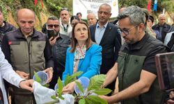 Karadeniz’de "katil arılara" karşı "terminatör böceklerle" mücadele