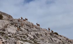 Kayalıkları mesken tutan yaban keçileri havadan görüntülendi